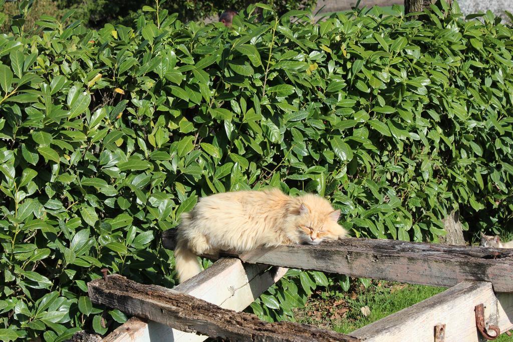 Coltavolino Fattoria Di Rigoneヴィラ エクステリア 写真