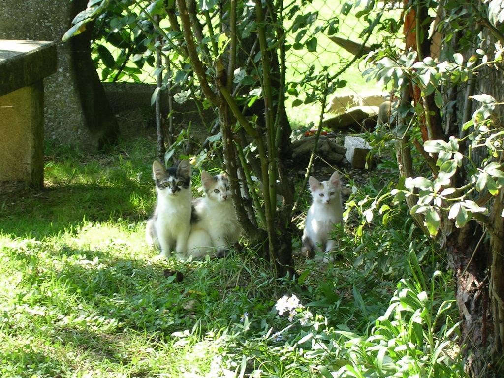 Coltavolino Fattoria Di Rigoneヴィラ エクステリア 写真